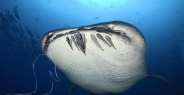 shark_whale_dr_ci_h_0061_cos3783.jpg